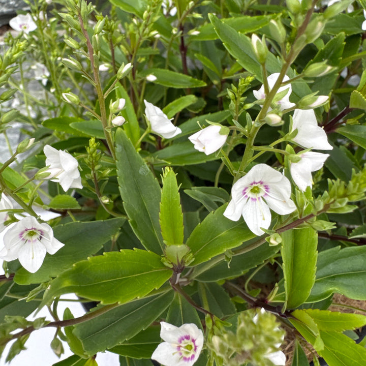 PARAHEBE Snow Clouds 3Ltr Pot