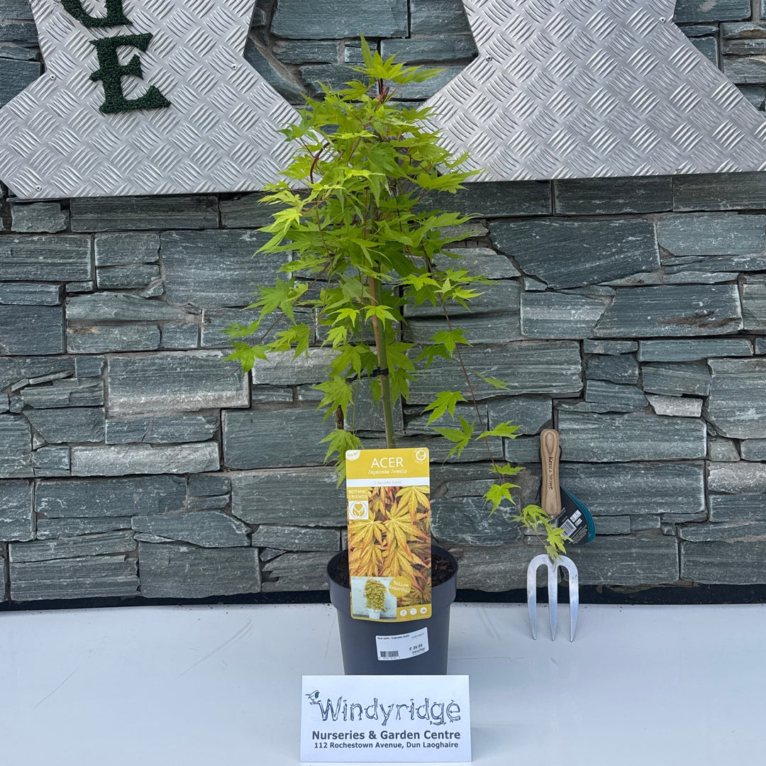 Acer palm. 'Cascade Gold' 40 CM STEM C3 - Trees - Windyridge Garden Centre