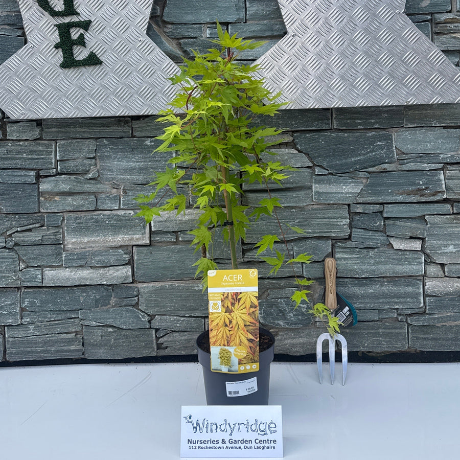 Acer palm. 'Cascade Gold' 40 CM STEM C3 - Trees - Windyridge Garden Centre