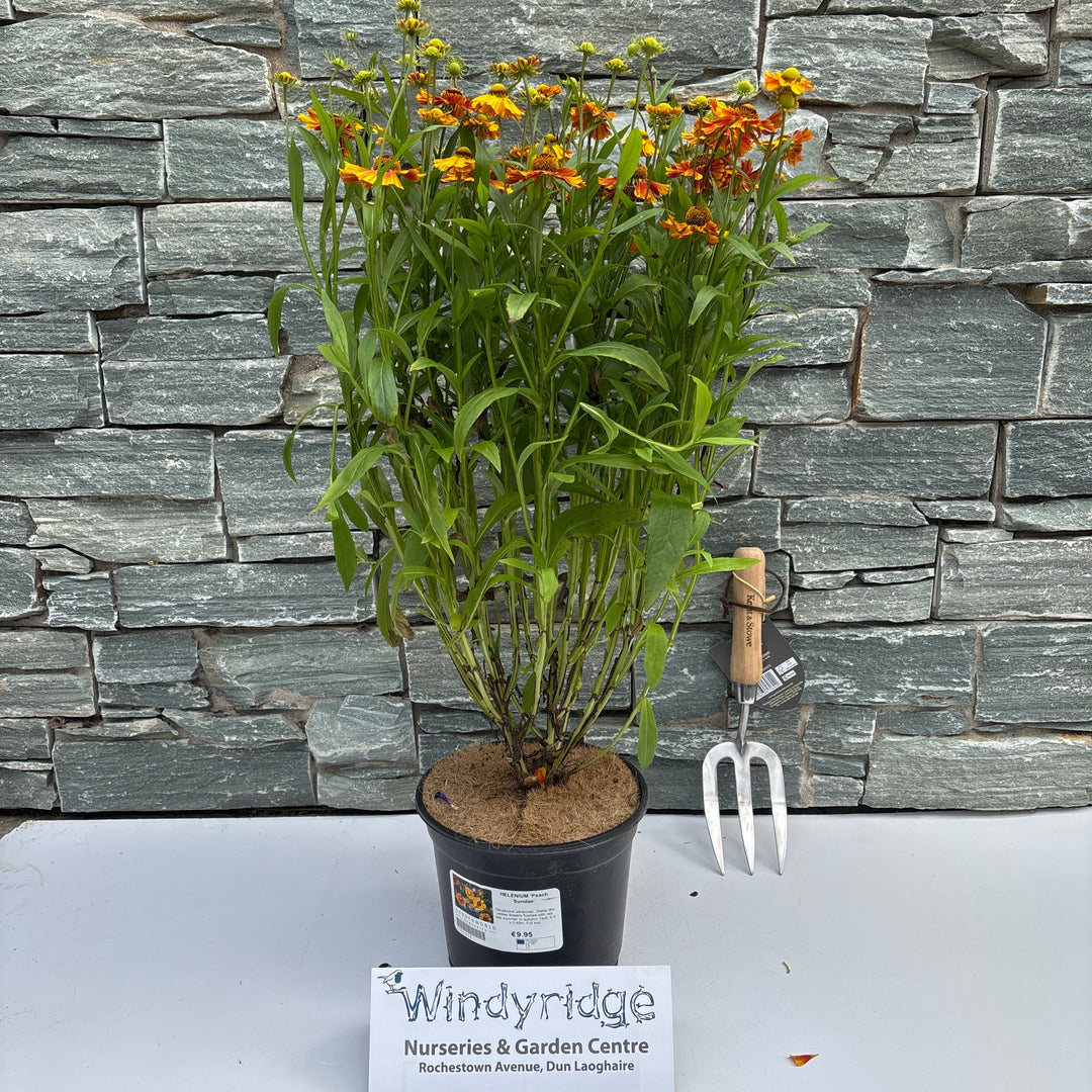 HELENIUM Peach Sundae