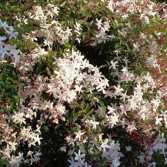 JASMINUM-POLYANTHUS-Flower-2