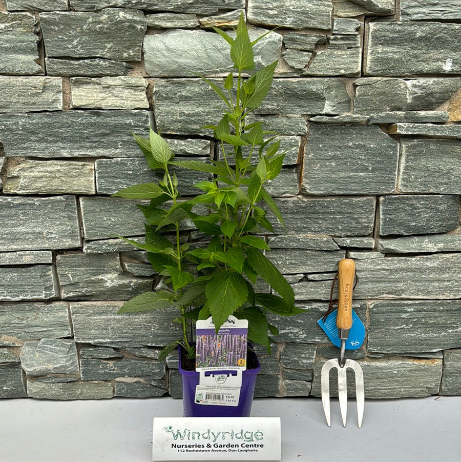 Agastache Blue Fortune - Herbaceous - Windyridge Garden Centre