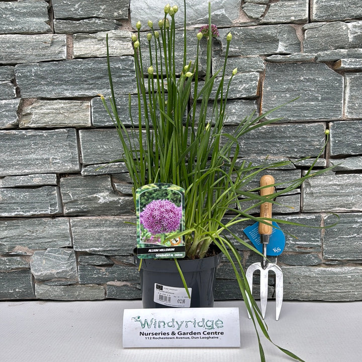 ALLIUM MILENIUM