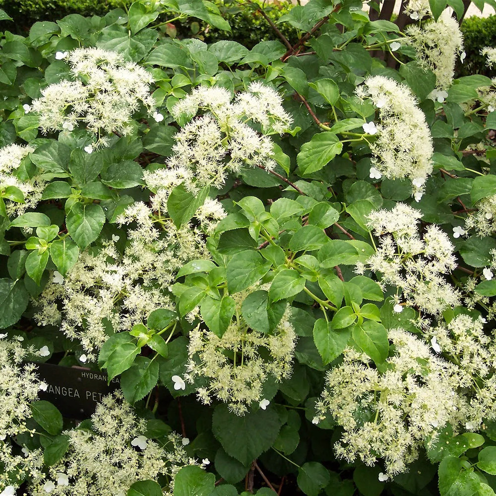 Hydrangea Anomala Petiolaris - Climbers - Windyridge Garden Centre