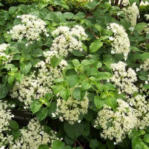 Hydrangea Petiolaris Mix P17 - Climbers - Windyridge Garden Centre