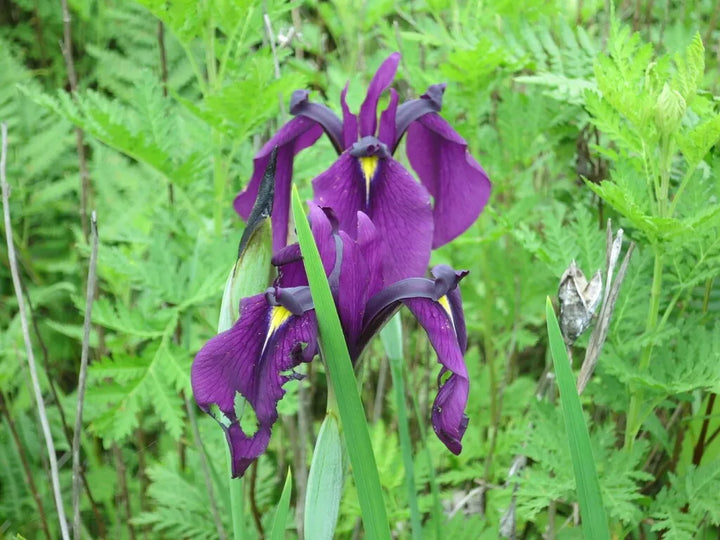 Japanese Iris Iris ensata Variegata (9cm Pot)