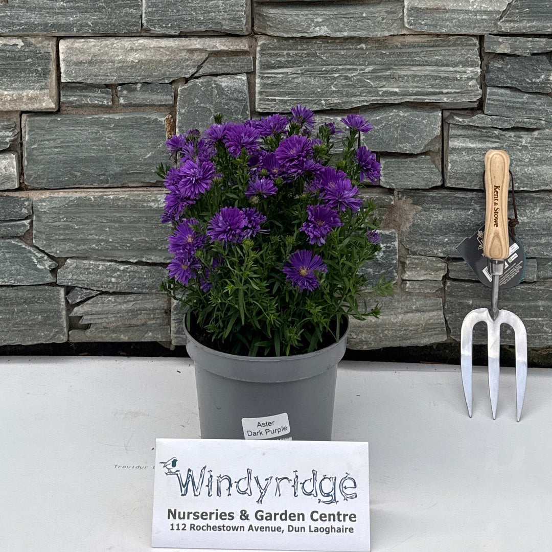 Aster Alpha Light Purple
