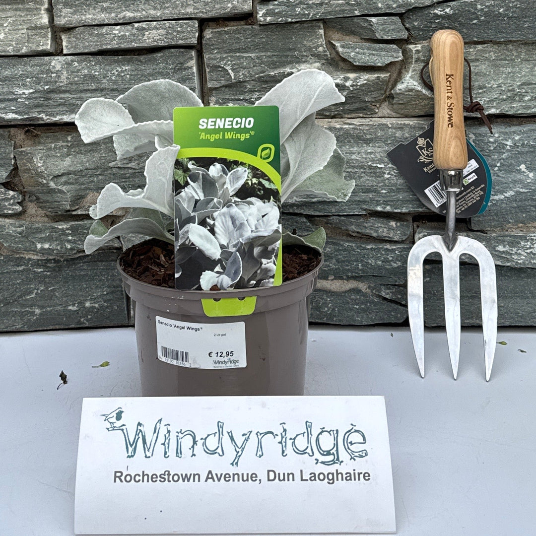 Senecio 'Angel Wings'²