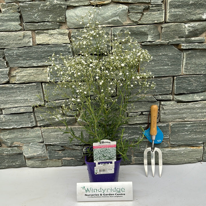 Gypsophilia Festival White