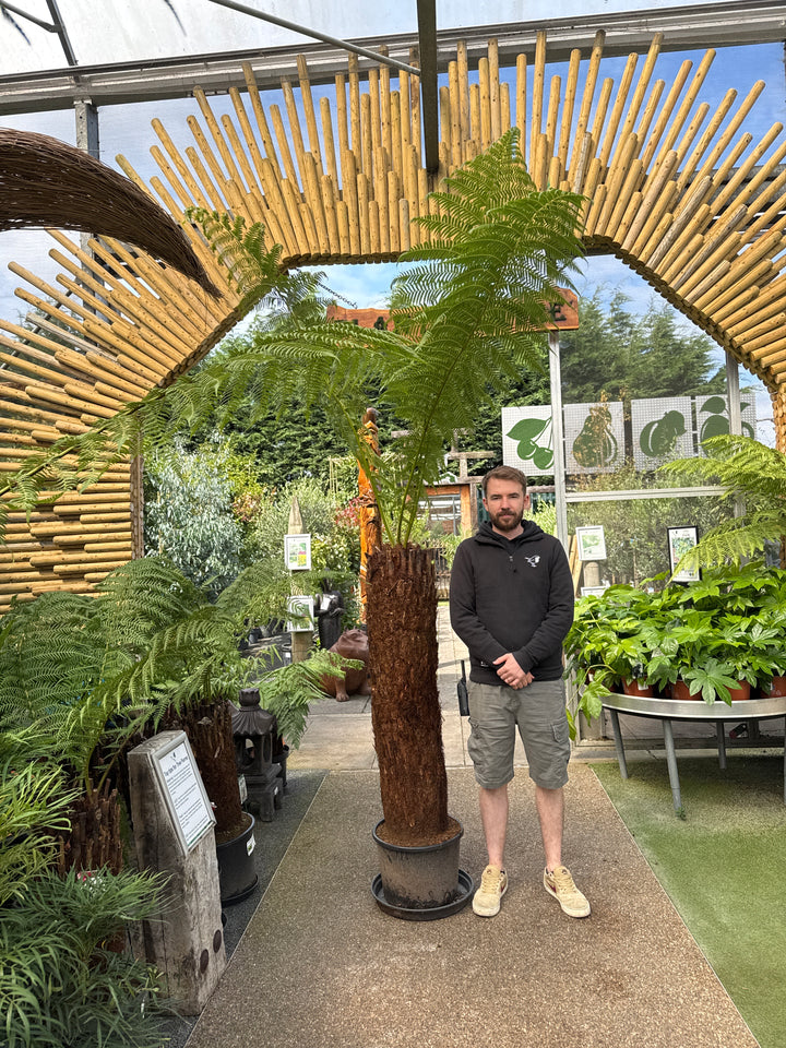 Dicksonia Antarctica 120-130cm 4 foot