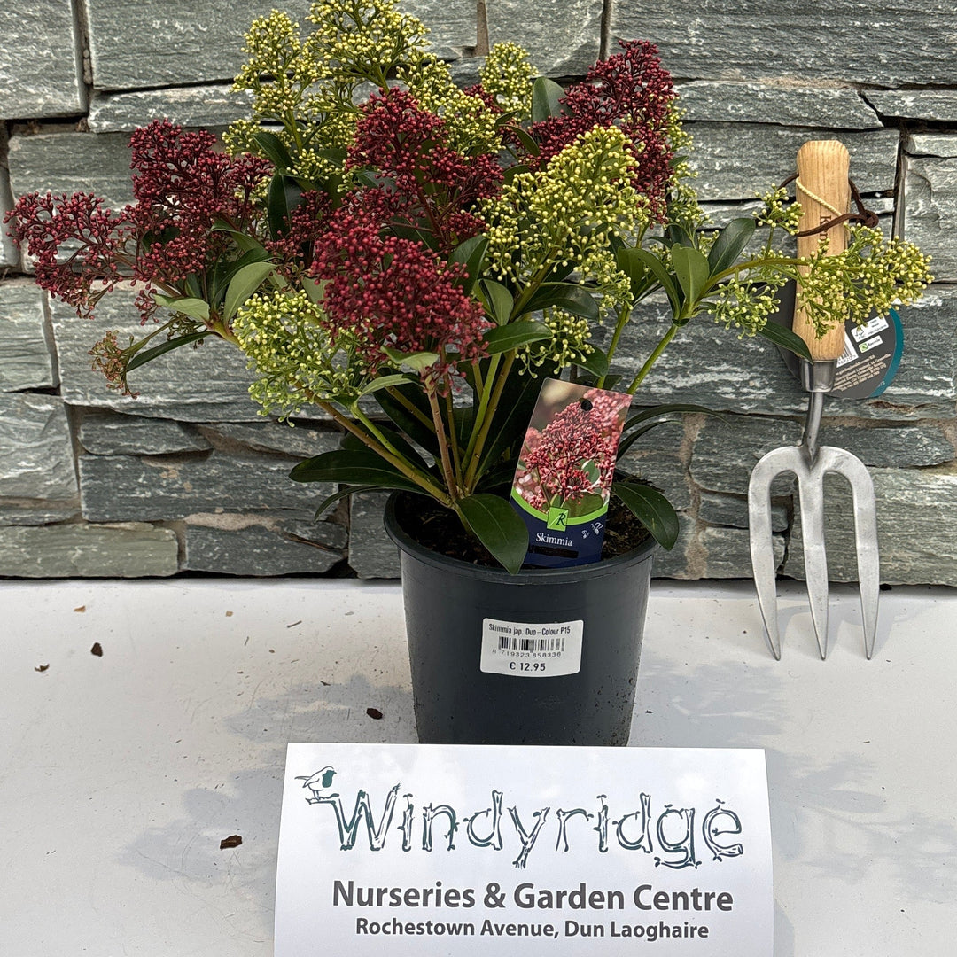 Skimmia jap. Duo-Colour P15