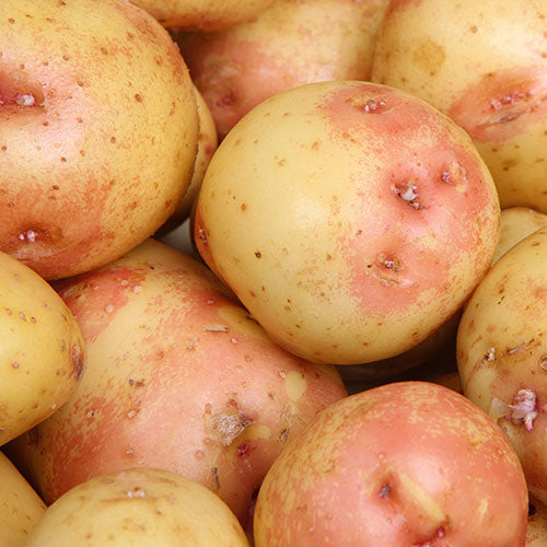 Main Crop King Edward 2 Kg Nets - Bulbs - Windyridge Garden Centre