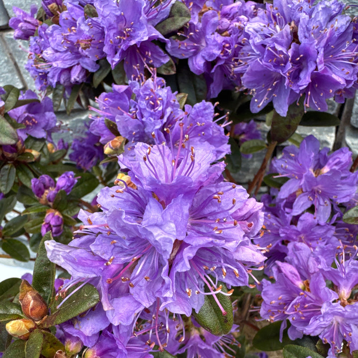 RHODO. GRISTEDE