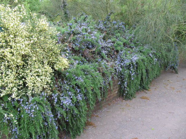 Rosmarinus-officinalis-Caprii-Planted-1