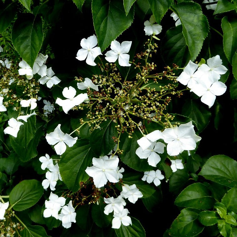 Hydrangea-anomala-petiolaris-Flower-1