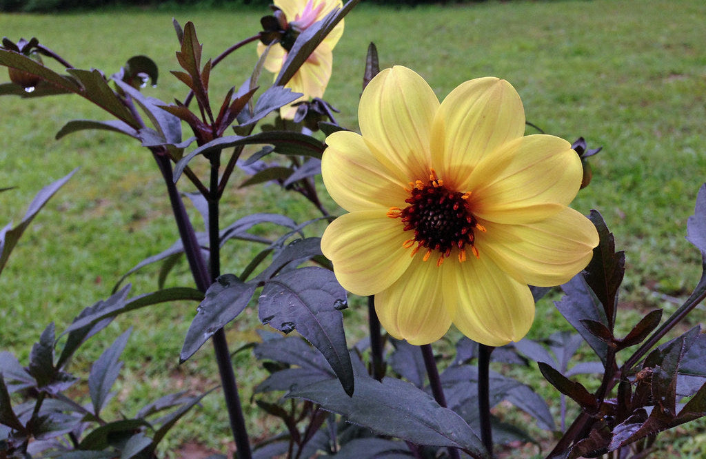 DAHLIA Mystic Illusion
