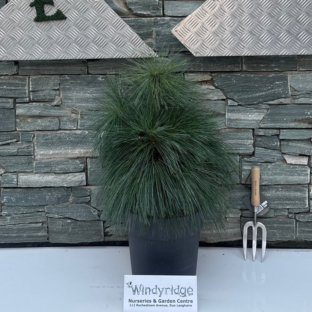 Pinus schwerinii 'Wiethorst'