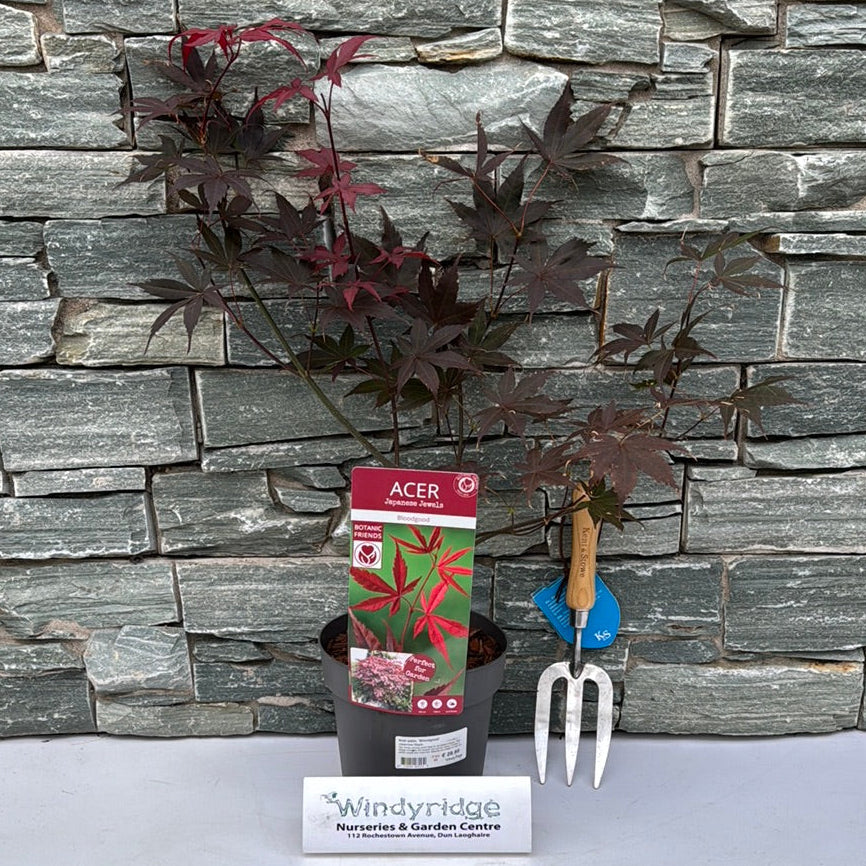 Acer Palmatum 'Bloodgood' 3 Ltr Pot - Trees - Windyridge Garden Centre