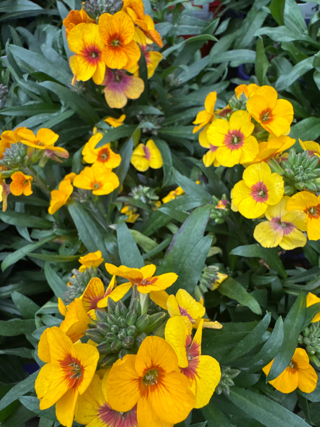 Erysimum Winter Spirit