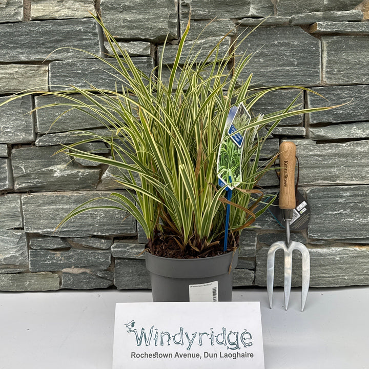 Carex morrowii Goldband