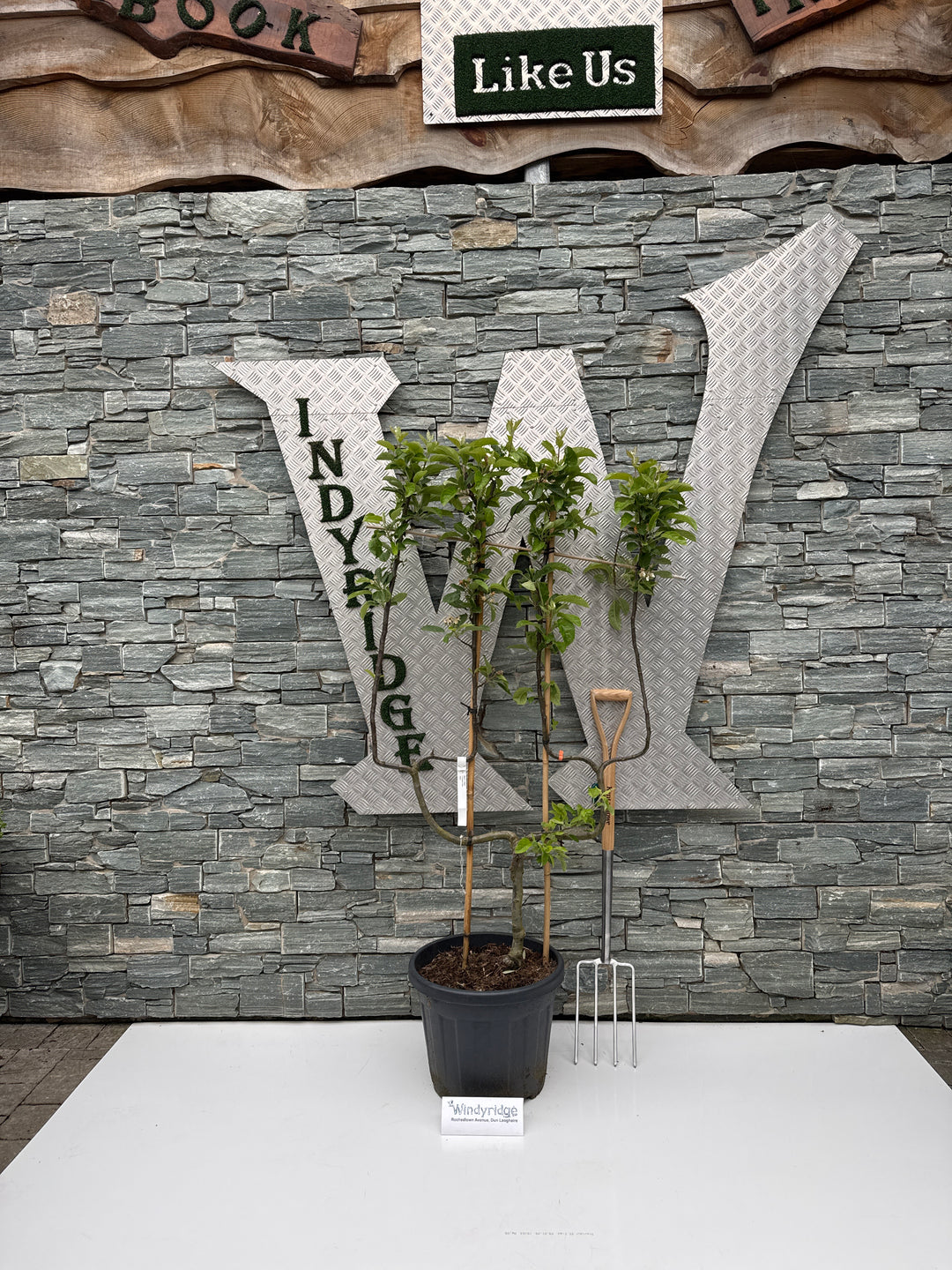 Malus d. Elstar C35 double U-form