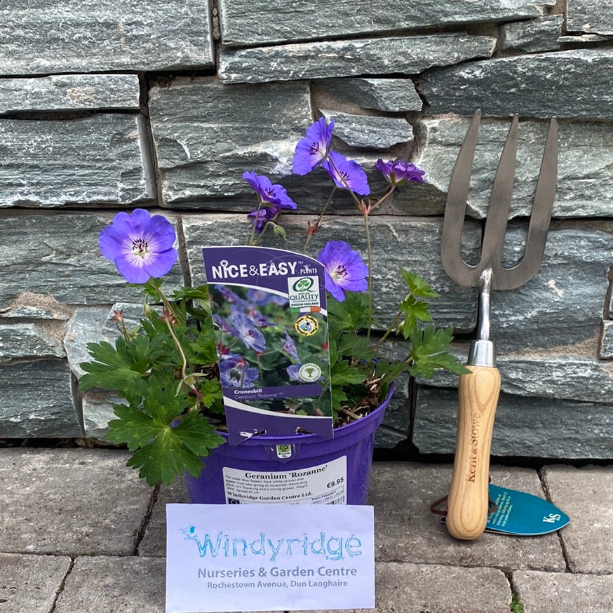 Geranium Rozanne (Geranium 'Gerwat' Rozanne) - Herbaceous - Windyridge Garden Centre