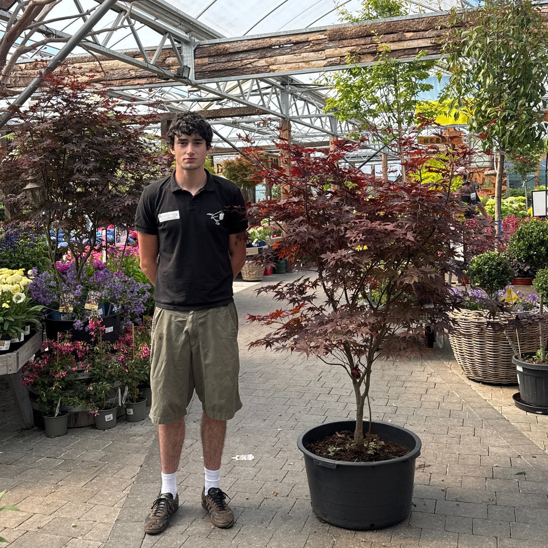 Acer palmatum Bloodgood  140-160 CM C65