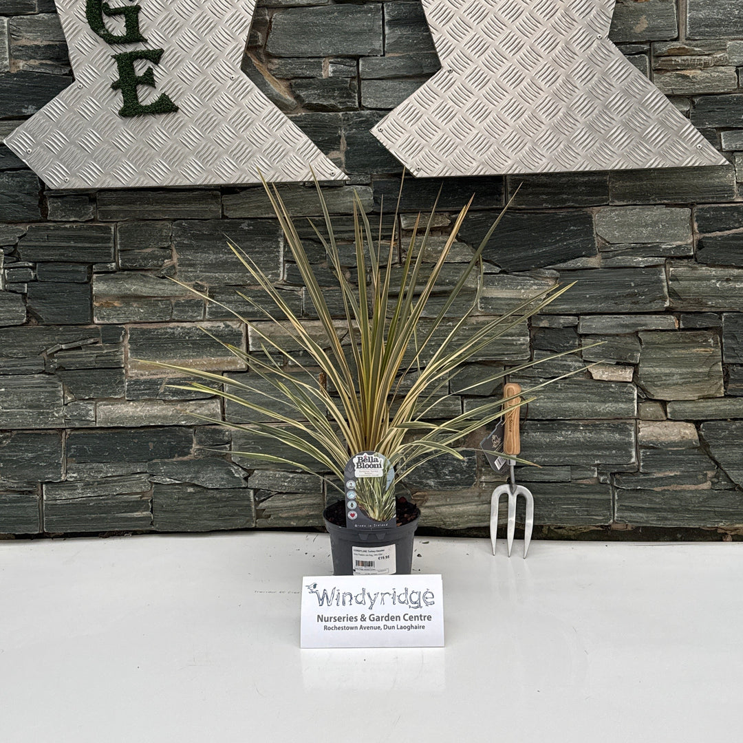CORDYLINE Torbay Dazzler