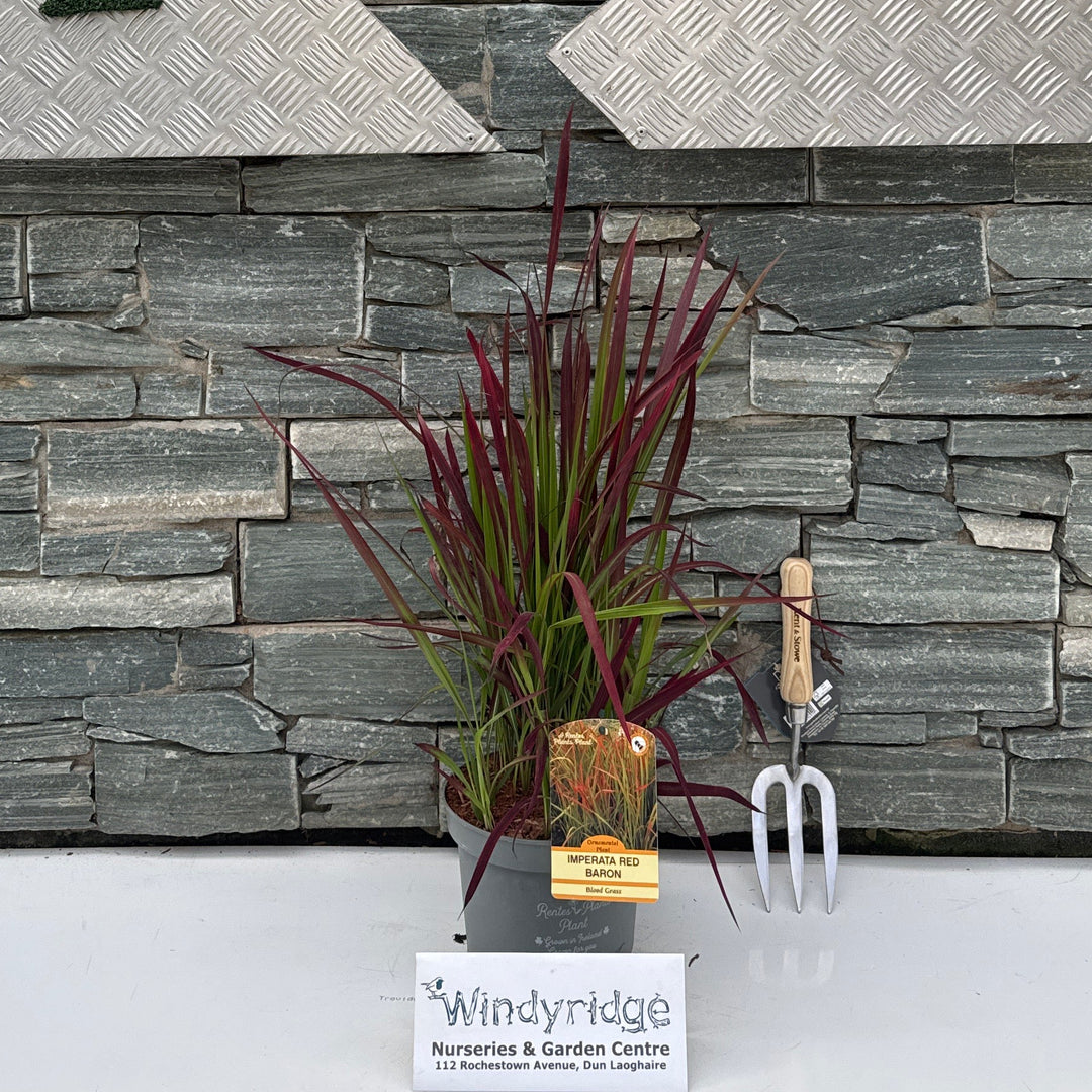 IMPERATA CYLINDRICA RED BARON 3LT