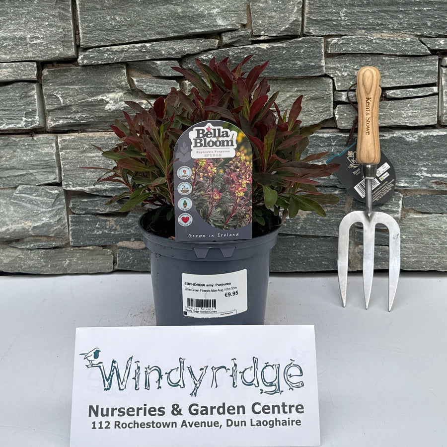 EUPHORBIA amy. Purpurea 2 Litre - Herbaceous - Windyridge Garden Centre