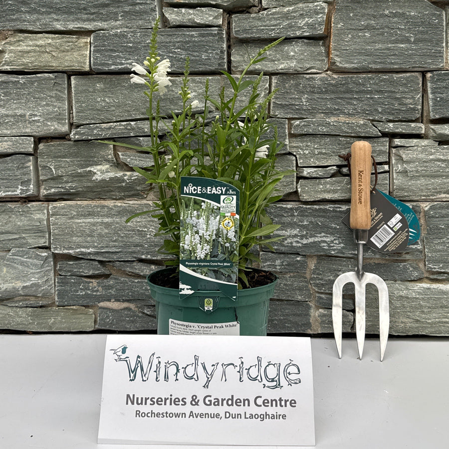 Obedient Plant Physostegia V. Crystal Peak White (2Ltr Pot) - Herbaceous - Windyridge Garden Centre