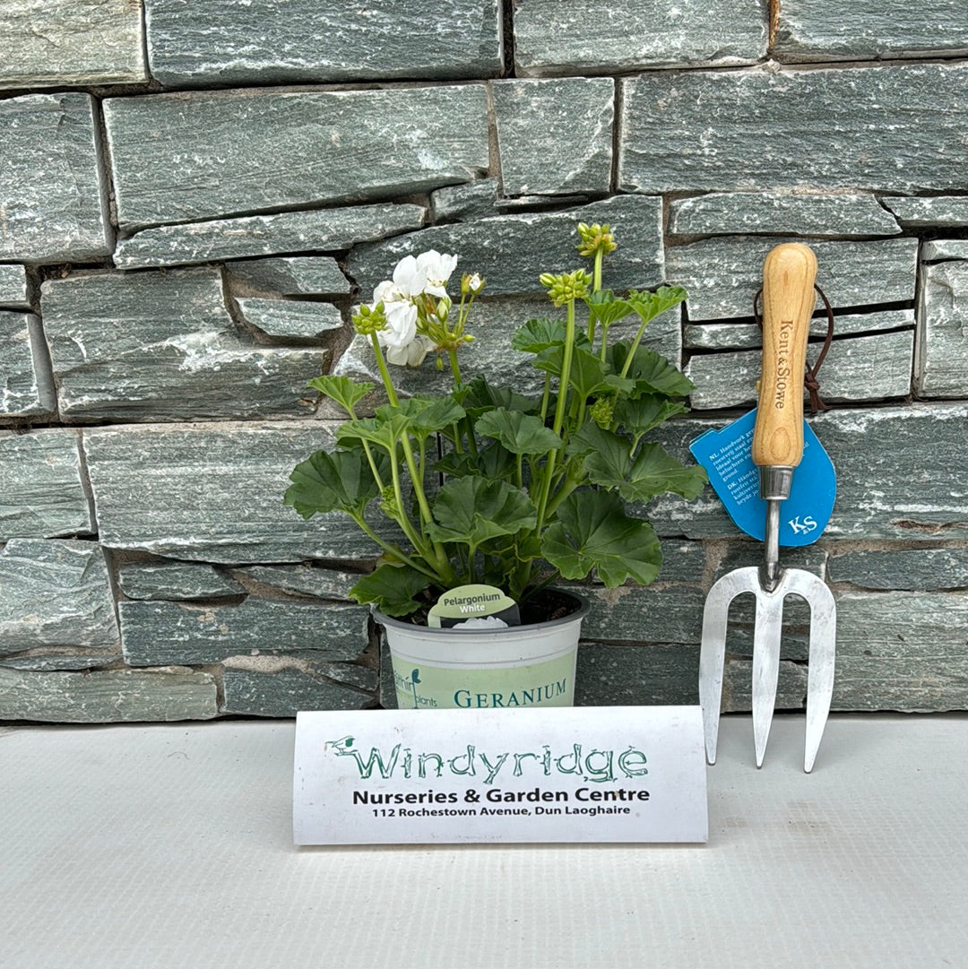 Geranium White
