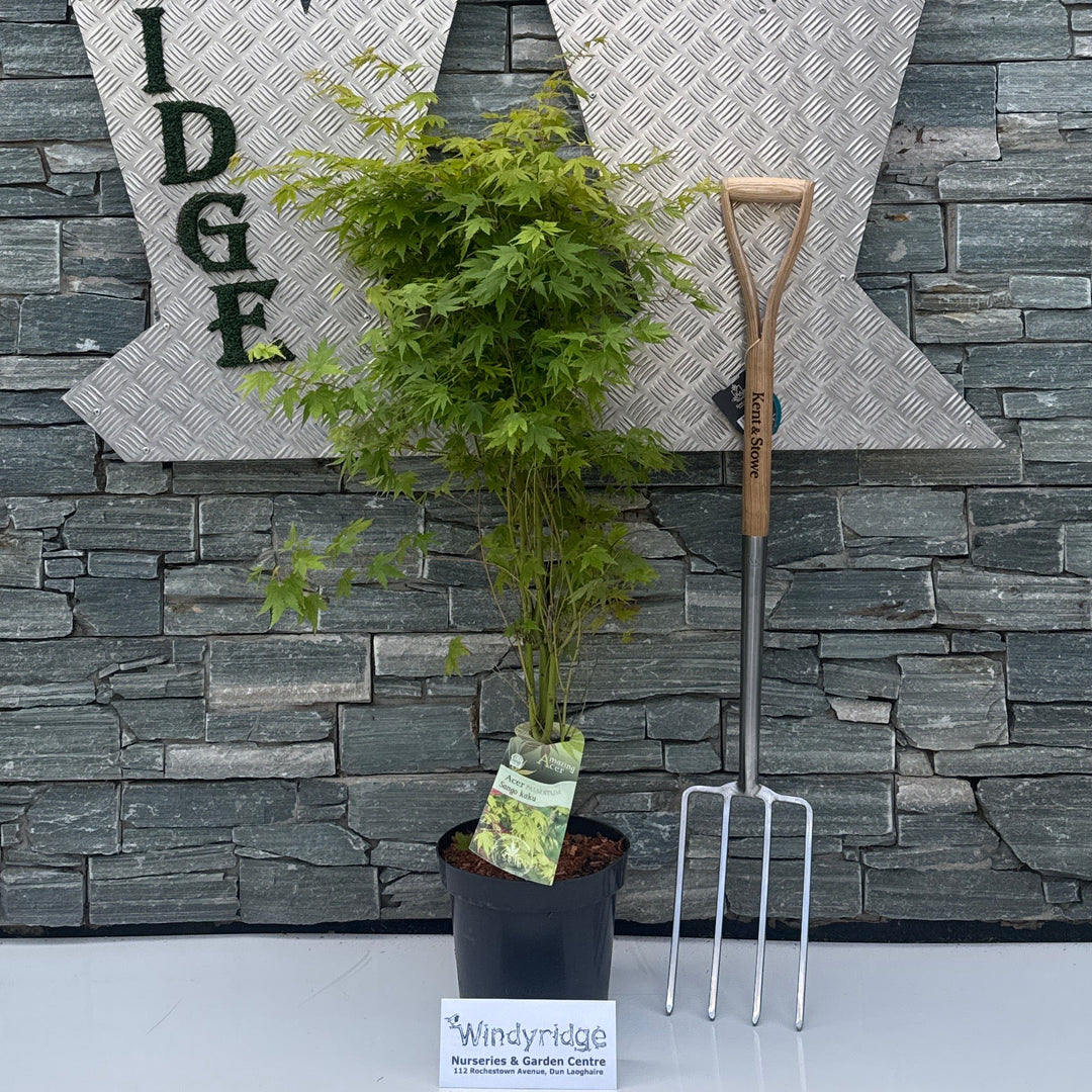ACER PALMATUM SANGO KAKU - Trees - Windyridge Garden Centre