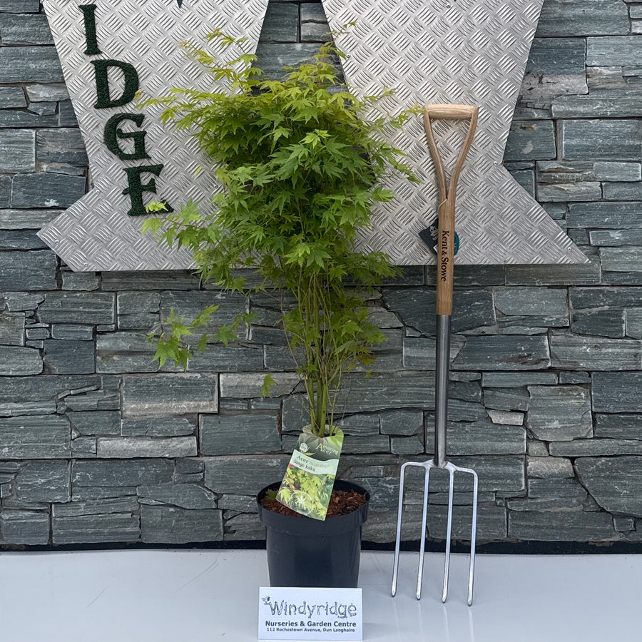 ACER PALMATUM SANGO KAKU - Trees - Windyridge Garden Centre