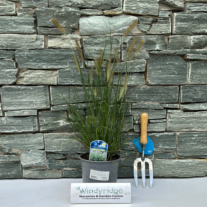 Pennisetum alop. Hameln  2 Ltr pot
