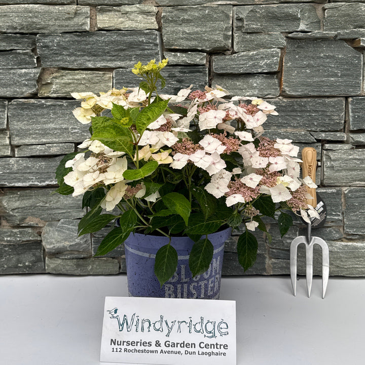 Hydrangea 'Bloombuster' in Sorten