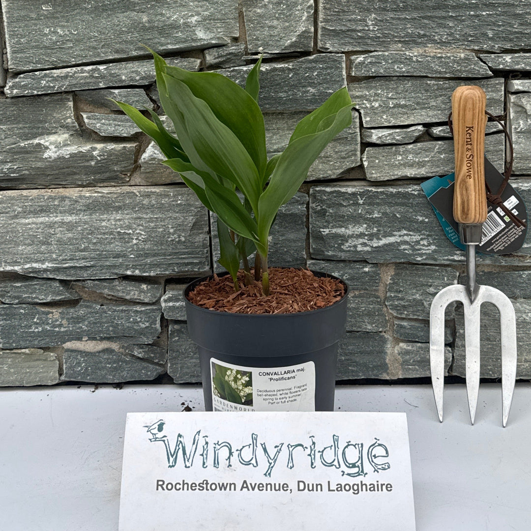 CONVALLARIA maj. Prolificans