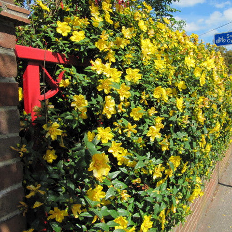 HYPERICUM Hidcote