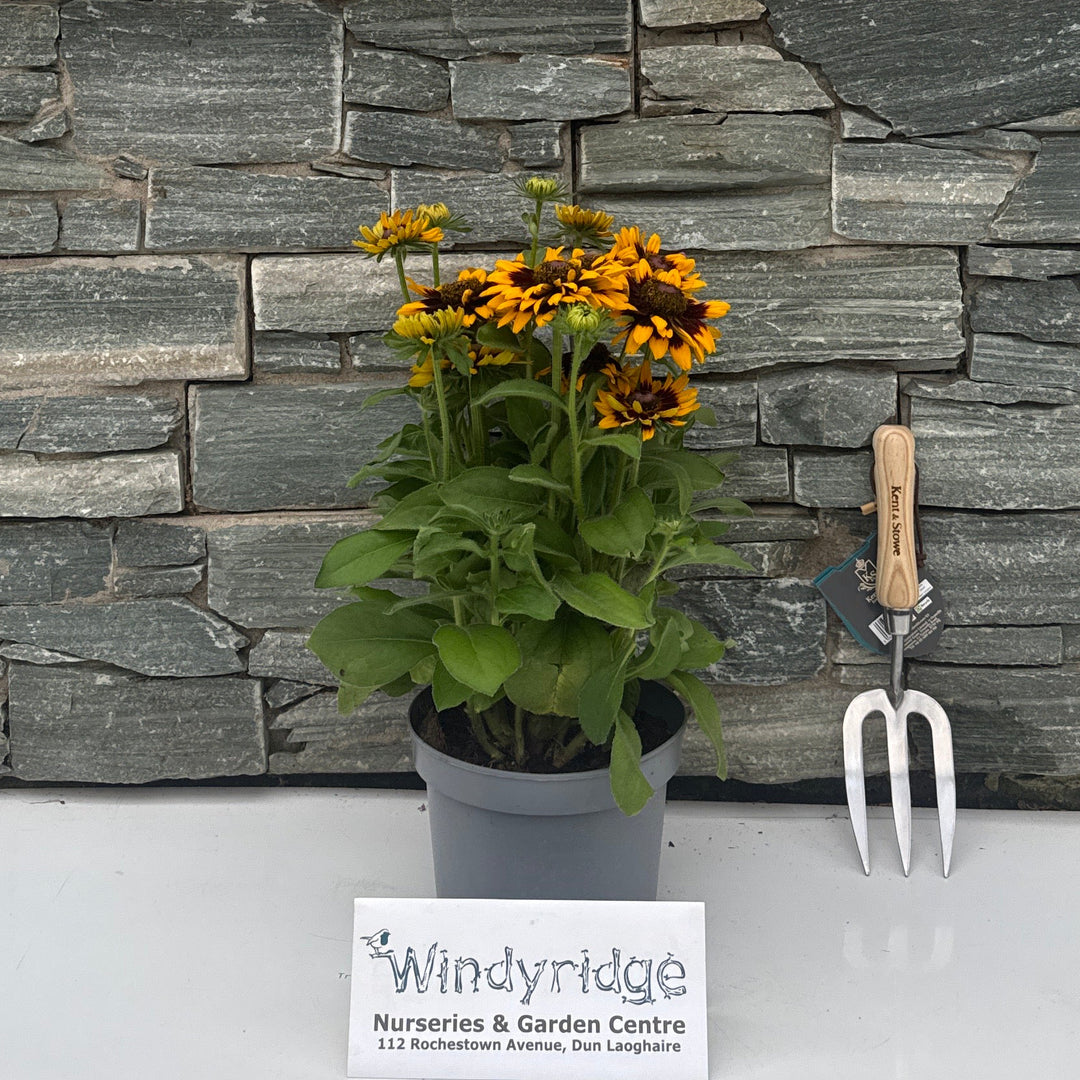 Rudbeckia Rudy Mini Yellow