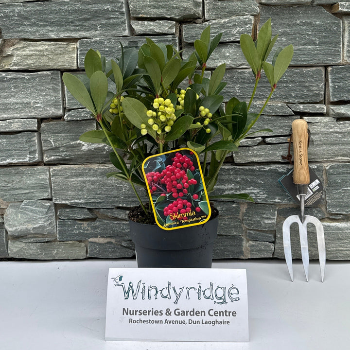 Skimmia jap. Temptation