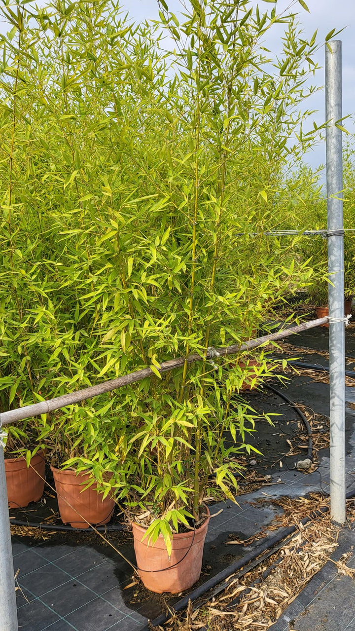 PHYLLOSTACHYS AUREOSULCATA AUREOCAULIS CLT 12 VASO ROSSO H 150 - 200 CM