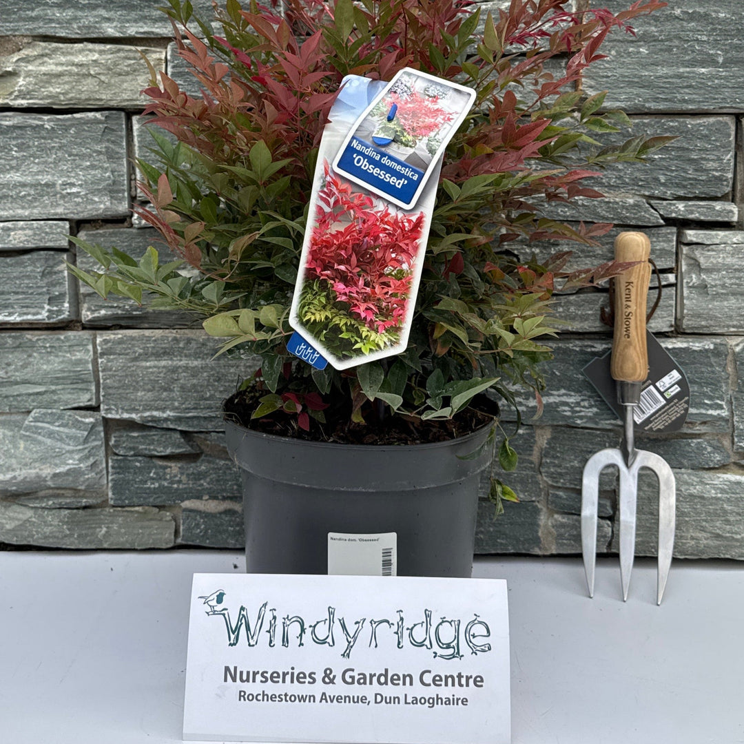 Nandina dom. Obsessed