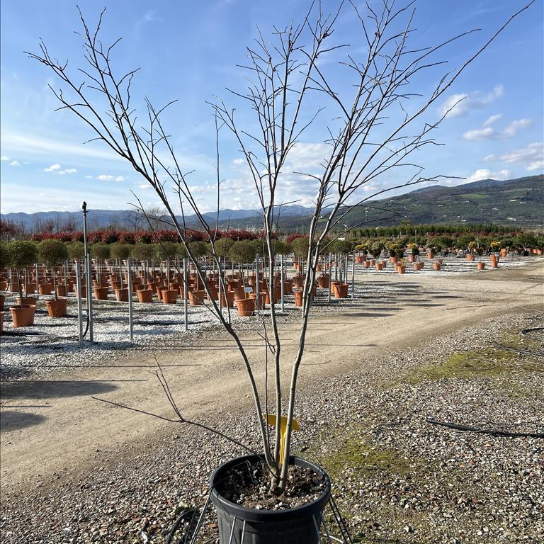 Cercis Siliquastrum Clt 35 / 45 H 150 - 175 Cm - Trees - Windyridge Garden Centre