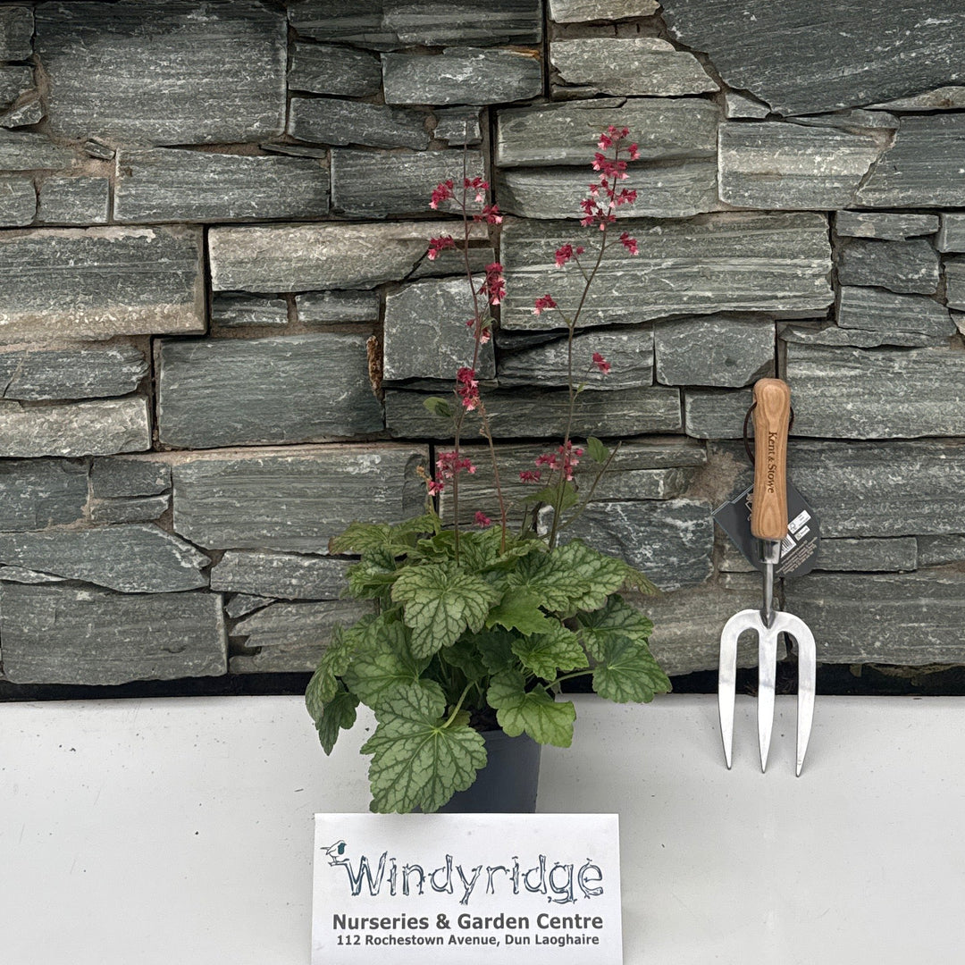 HEUCHERA villosa  Berry Timeless