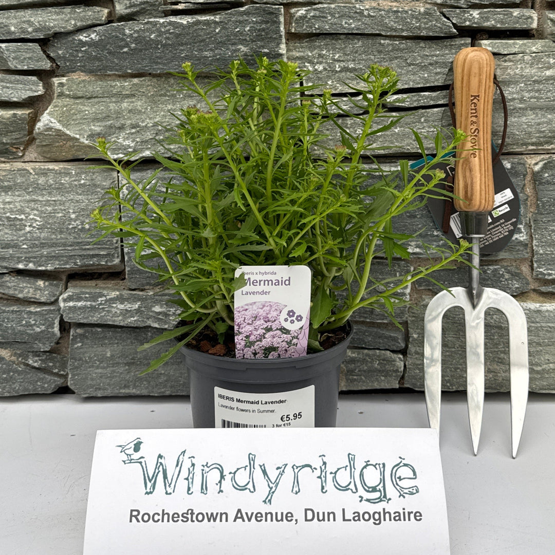 Iberis Mermaid Lavender - Herbaceous - Windyridge Garden Centre