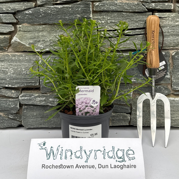 Iberis Mermaid Lavender - Herbaceous - Windyridge Garden Centre
