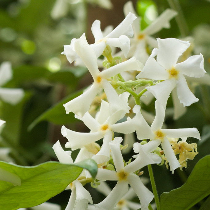 Trachelospermum-jasminoide-Flower