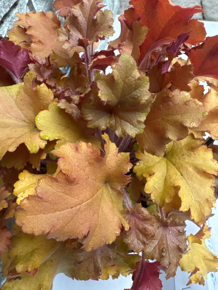 HEUCHERA MARMALADE