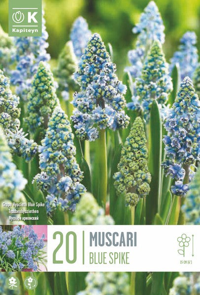 MUSCARI ARMENIACUM BLUE SPIKE x 20