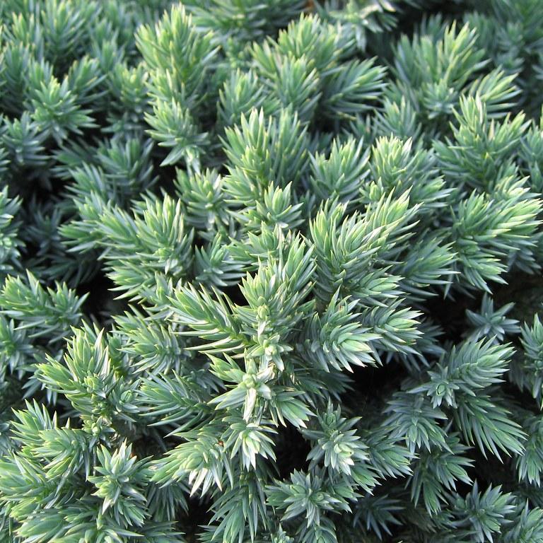 Juniperus-squamata-Blue-Star-Leaf